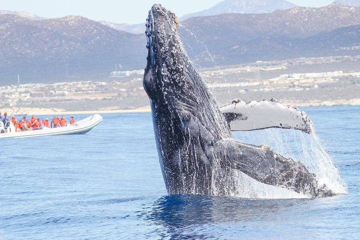 Whale Watching, The Famous Arch and Fast Boat Tour in Los Cabos