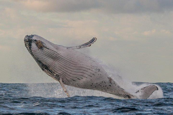 Port Stephens 3 Hour Whale and Dolphin Watch Cruise