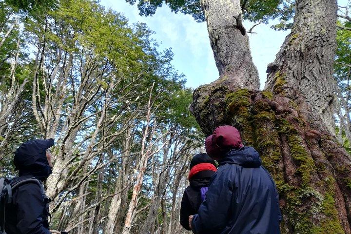 Private Half-Day Patagonian Forest Hike in Punta Arenas