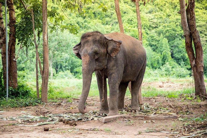 Kanchanaburi Local Cuisine and Elephant Care