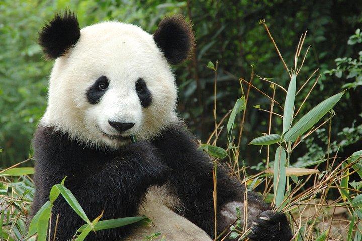 Beauval Zoo - Transportation Private Trip