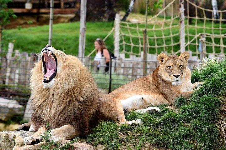 Beauval Zoo - Transportation Private Trip