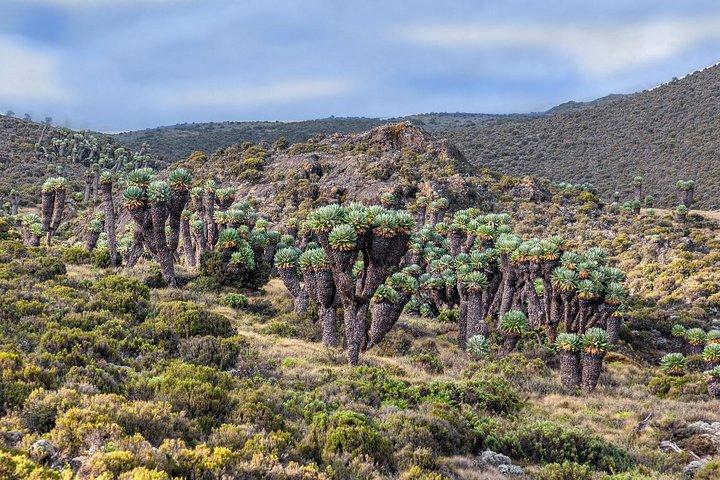 1 day Kilimanjaro Cycle Shira Route
