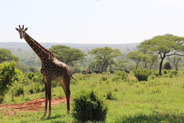 1 day Walking and Bike Safari in Arusha National Park