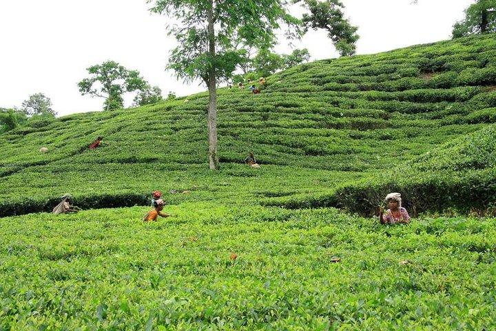 Private Tour: 5 Days - Bangladesh Nature & Culture Tour - North-eastern part