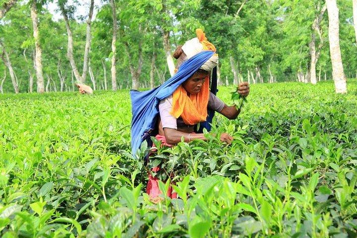 Private Tour: 5 Days - Bangladesh Nature & Culture Tour - North-eastern part