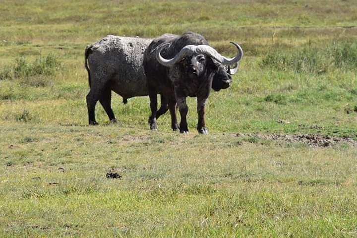 3 Days Tanzania Budget Safari - Tarangire, Ngorongoro, Manyara