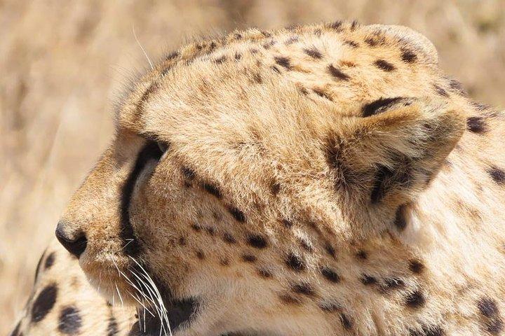 3 Days Tanzania Budget Safari - Tarangire, Ngorongoro, Manyara