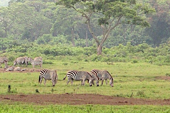 Arusha National Park Game drive and Walking Safari Day Tour