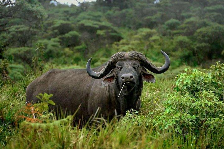Arusha National Park Game drive and Walking Safari Day Tour