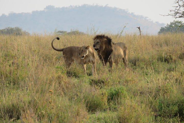 Arusha National Park Game drive and Walking Safari Day Tour