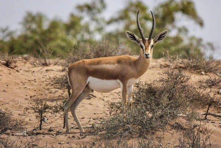 Explore Agadir wildlife national park safari with lunch & pickup