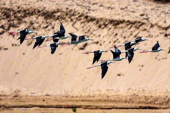Explore Agadir wildlife national park safari with lunch & pickup