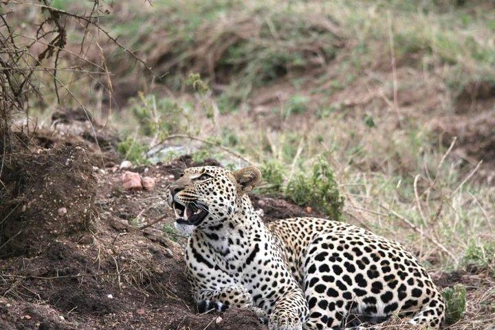 Spotting Africa Big Five (5) animals.
