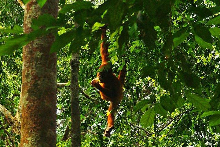 Bukit Lawang Full Day Jungle Trek