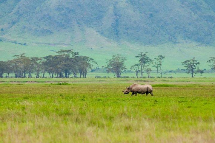 Spotting Africa Big Five (5) animals.