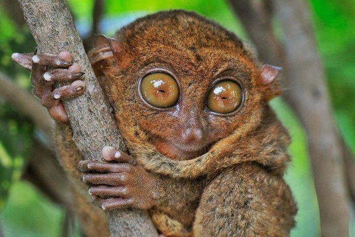 Bohol Countryside Day Tour from Cebu City or Mactan - Best Seller