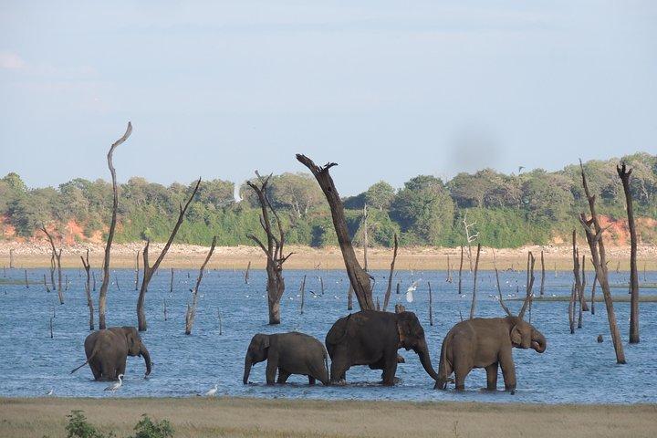 Kaudulla National Park Entrance Ticket with Private Safari