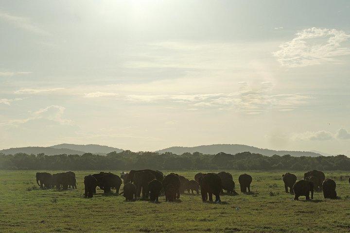 Kaudulla National Park Entrance Ticket with Private Safari