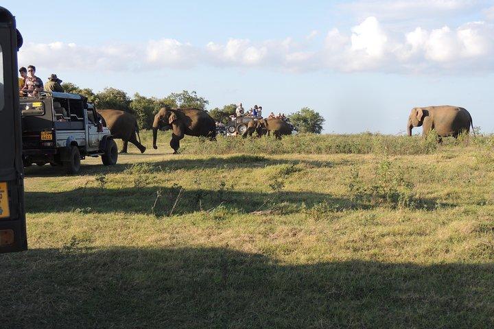 Kaudulla National Park Entrance Ticket with Private Safari