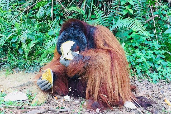Orang Utan Island" for the unique wildlife experience