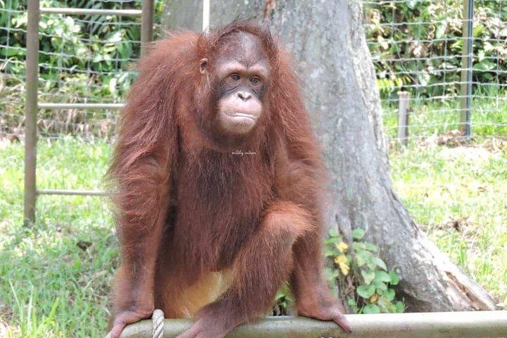 Orang Utan Island" for the unique wildlife experience
