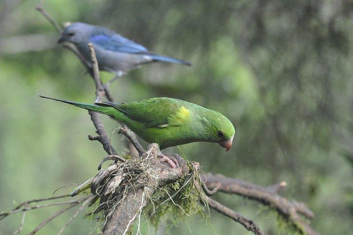 Birdwatching tour to Tijuca National Park with Pica-pau Tours