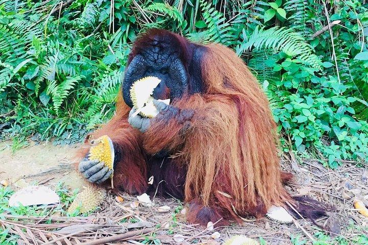 Orang Utan Island Day Trip from Kuala Lumpur
