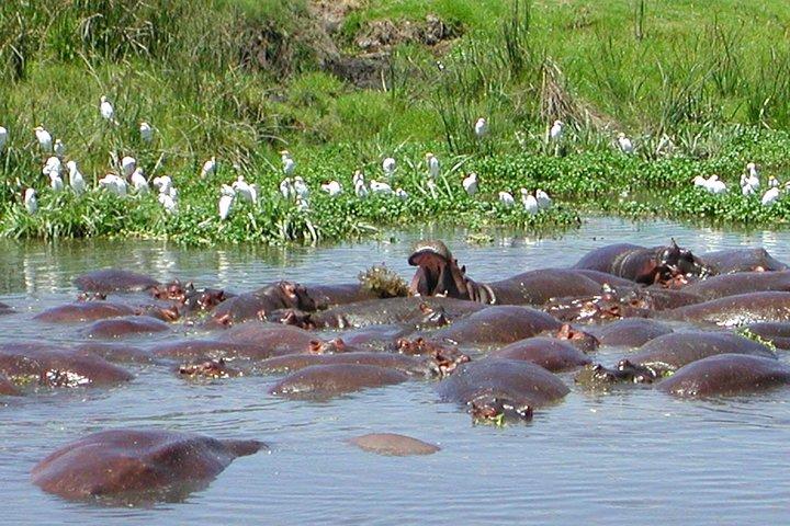Ngorongoro Crater Day Trip from Arusha