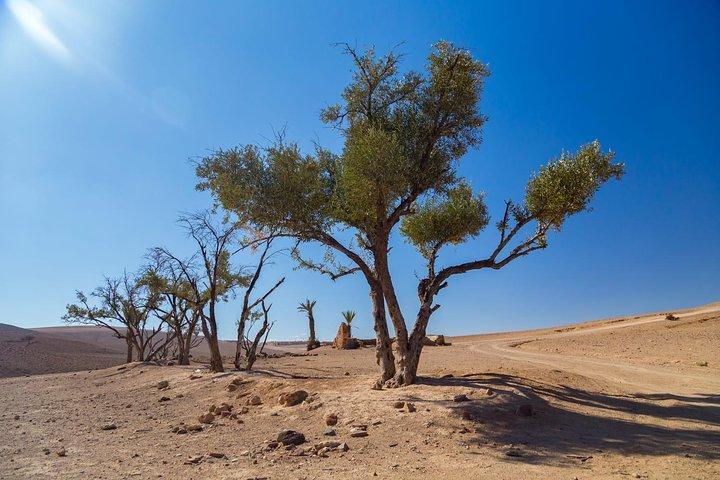 Marrakesh Day Trip From Casablanca With Camel Ride And Lunch At Agafay Desert