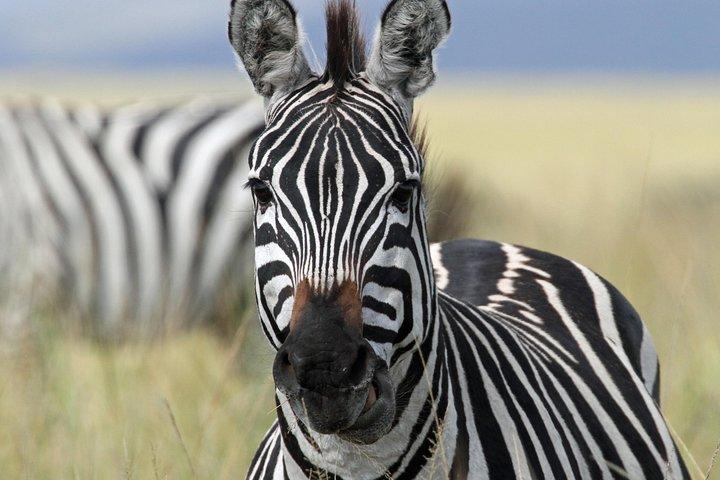 4-Day Safari from Arusha: Tarangire, Serengeti and Ngorongoro
