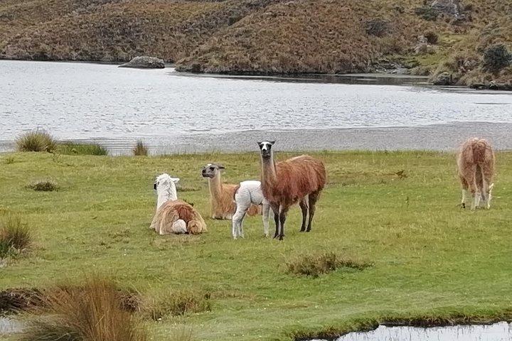 Cajas NP Hiking & Thermal Baths from Cuenca