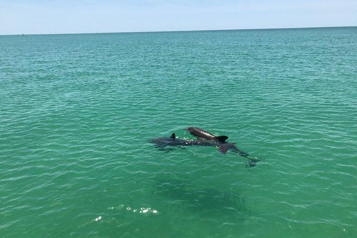 Dolphin Shelling Snorkeling Cruise in Tampa
