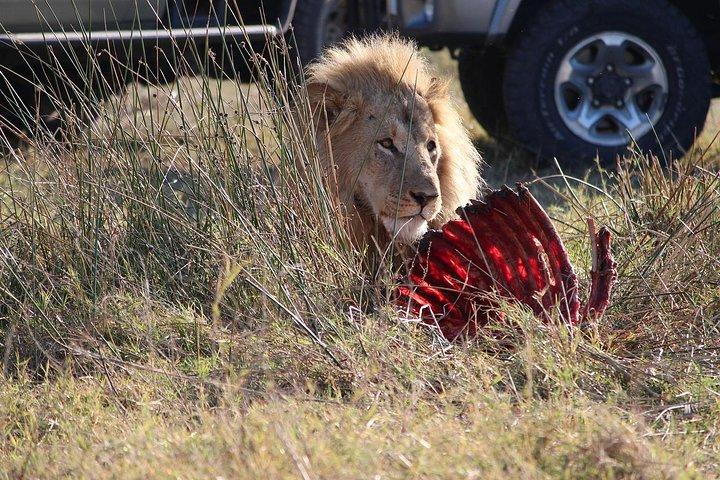 Private Tour Nairobi national park/Elephant & Giraffe centre