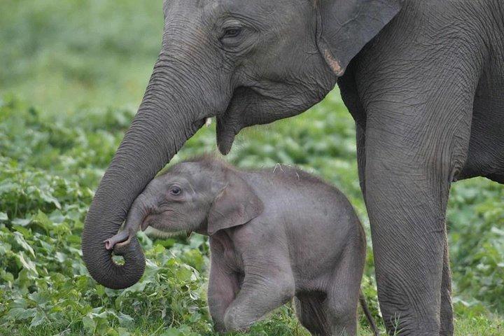 Private Half Day Tour: Udawalawe National Park with Elephant Transit Home Visit