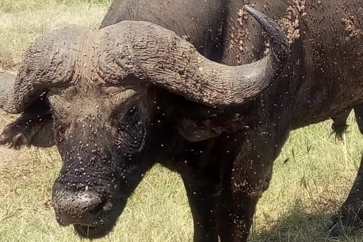 3 Days Camping Safari in Amboseli National Park, Kenya