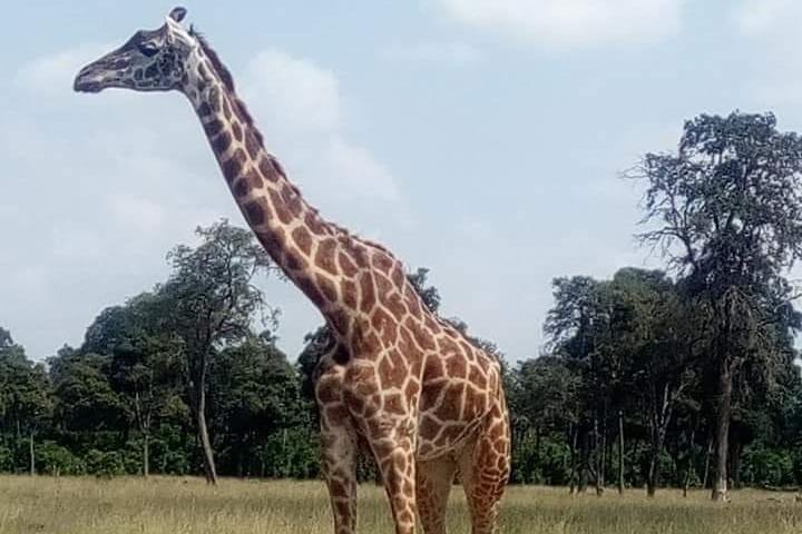 3 Days Camping Safari in Amboseli National Park, Kenya