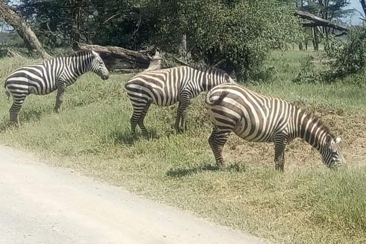 3 Days Camping Safari in Amboseli National Park, Kenya