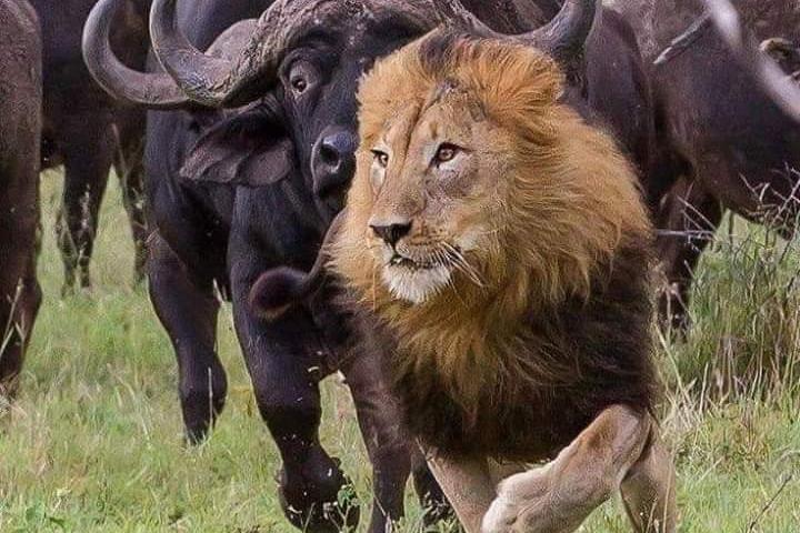 3 Days Camping Safari in Amboseli National Park, Kenya