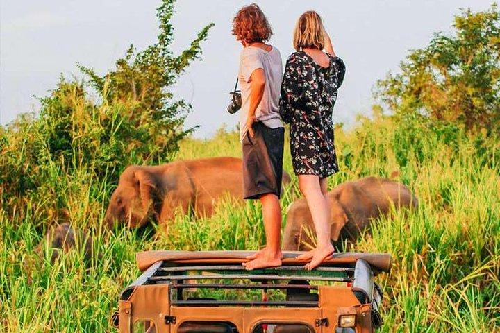 Polonnaruwa: Afternoon Wildlife Safari in Minneriya National Park