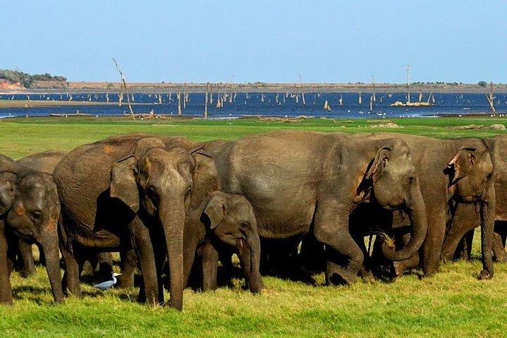 Polonnaruwa: Afternoon Wildlife Safari in Minneriya National Park