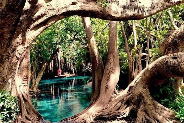 Kikuletwa Hot springs day trip