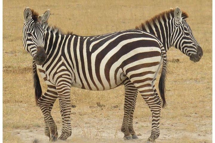 African Wildlife & Nature - 5 Kenya national parks - 6 day Jeep Safari