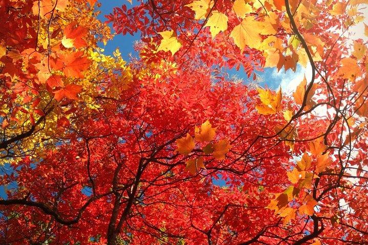Fall Color Quest: Smoky Mountain Fall Foliage Hike