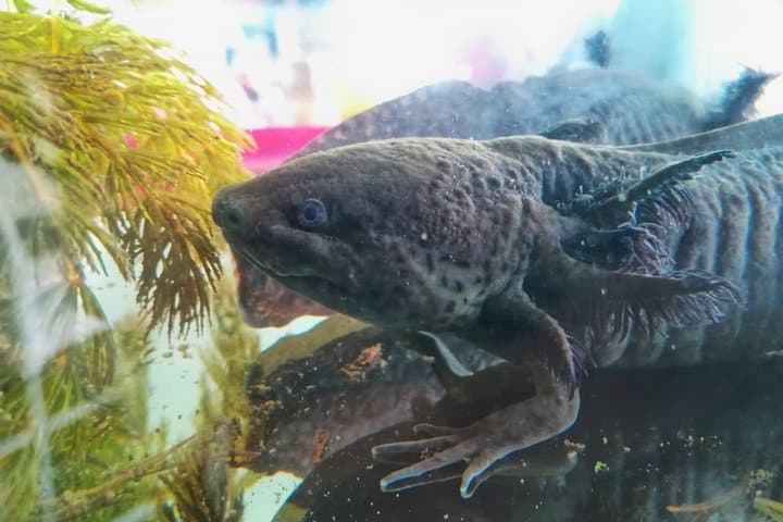 Axolotl Tour from CDMX