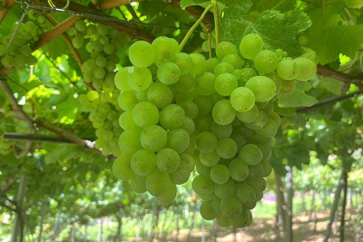 Skywalk with Wines Tasting and Vineyards Half day 4x4 Adventure