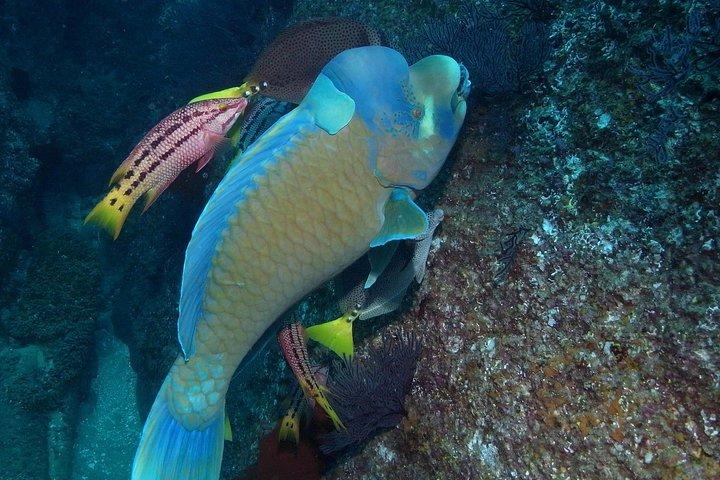 Cabo San Lucas Short Snorkeling Tour with Divemaster Guide