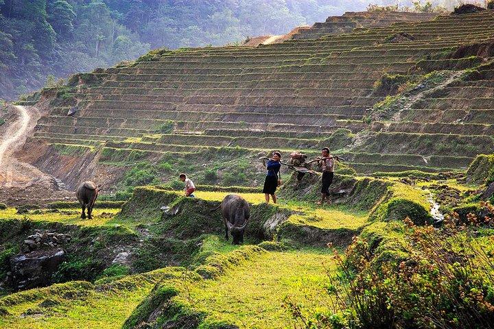 Trekking Through Rice Terraced Fields - 1Day