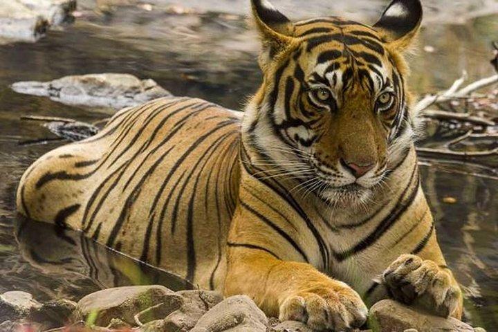 4-Day Ranthambore Tiger Safari, Taj Mahal & Delhi from Jaipur