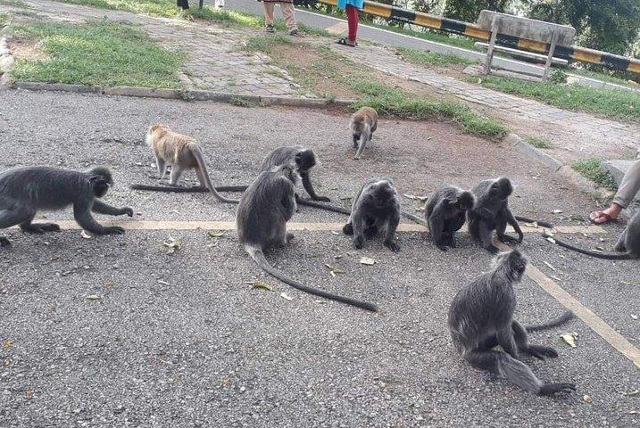 Batu Caves and Fireflies Trip